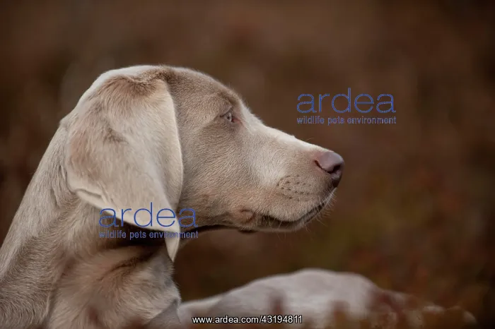 : Weimaraner puppy, portrait : Weimaraner puppy, portrait