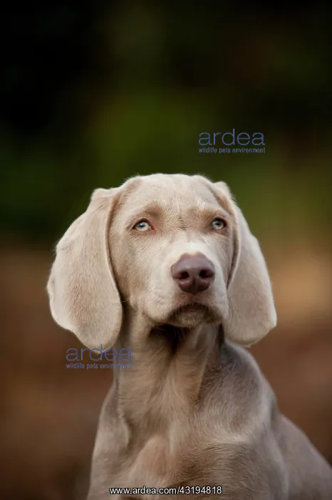 : Weimaraner puppy, portrait : Weimaraner puppy, portrait
