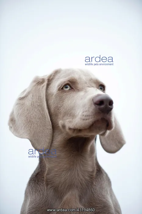 : Weimaraner puppy, portrait : Weimaraner puppy, portrait