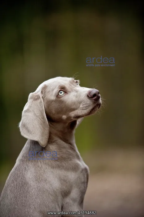 : Weimaraner puppy, portrait : Weimaraner puppy, portrait