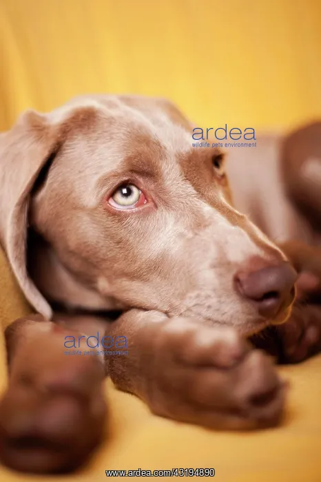 : Weimaraner puppy, portrait : Weimaraner puppy, portrait