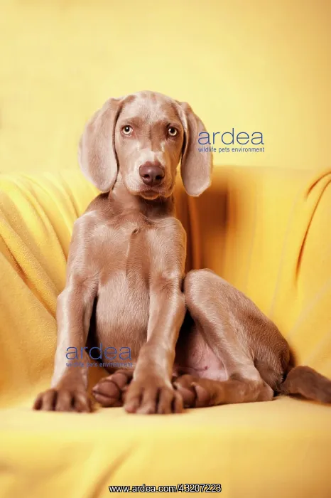 : Weimaraner puppy sitting on a chair : Weimaraner puppy sitting on a chair