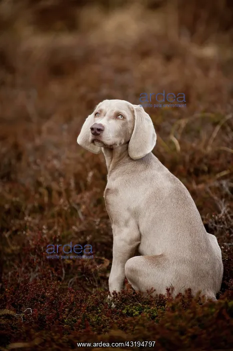 : Weimaraner puppy sitting in a meadow : Weimaraner puppy sitting in a meadow