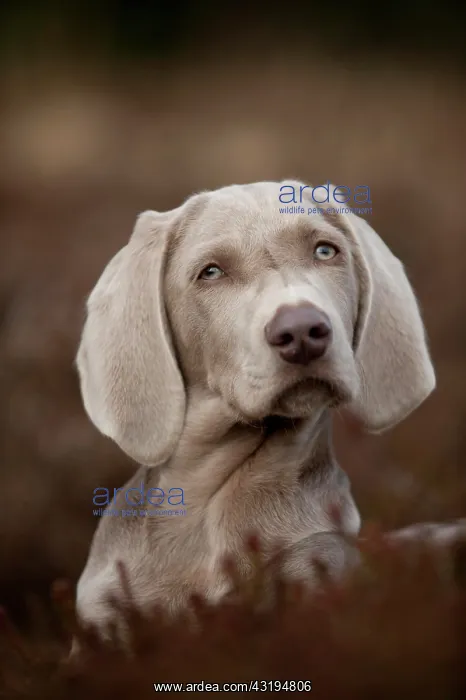 : Weimaraner puppy sitting in a meadow, portrait : Weimaraner puppy sitting in a meadow, portrait