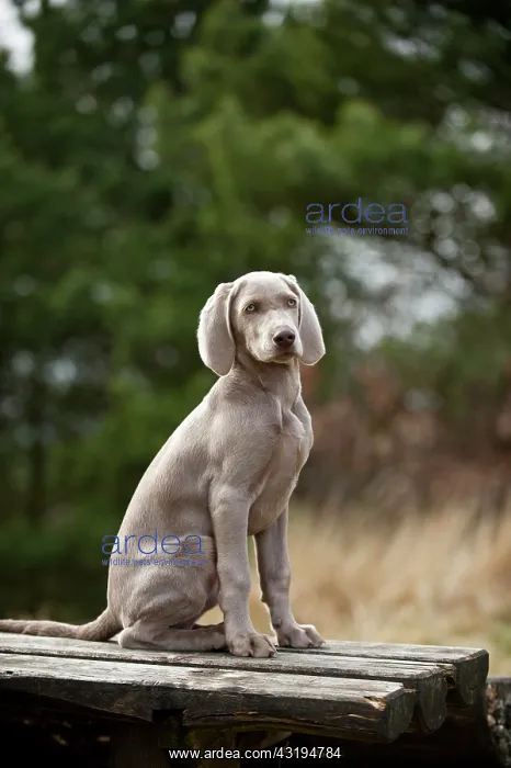 : Weimaraner puppy sitting outside on a table : Weimaraner puppy sitting outside on a table