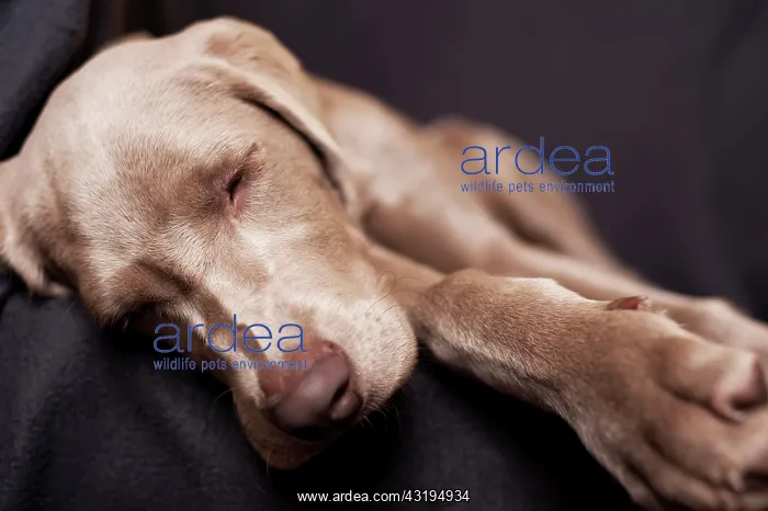 : Weimaraner puppy sleeping on a chair : Weimaraner puppy sleeping on a chair