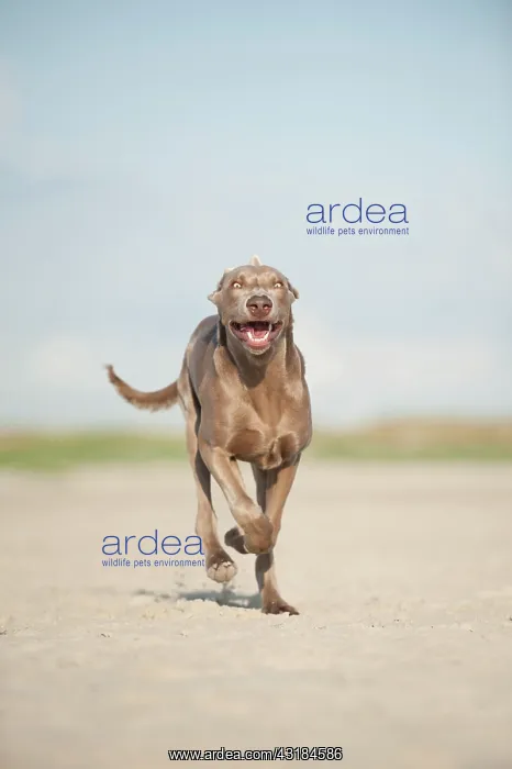 : Weimaraner running along a beach : Weimaraner running along a beach