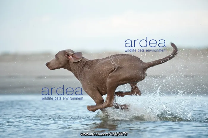 : Weimaraner running through water, Sankt Peter-Ording : Weimaraner running through water, Sankt Peter-Ording