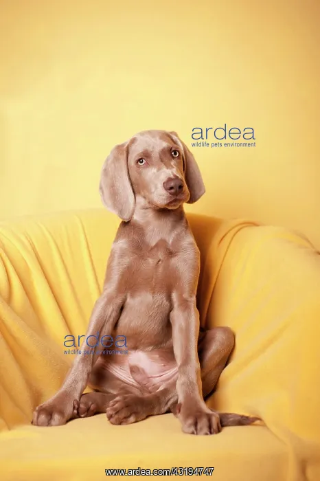 : Weimaraner sitting in an armchair : Weimaraner sitting in an armchair