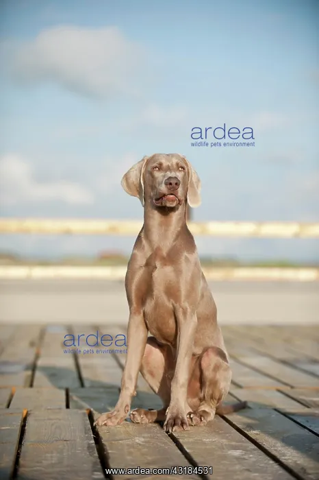 : Weimaraner sitting on a jetty : Weimaraner sitting on a jetty