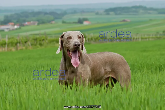 : Weimaraner standing on a meadow : Weimaraner standing on a meadow