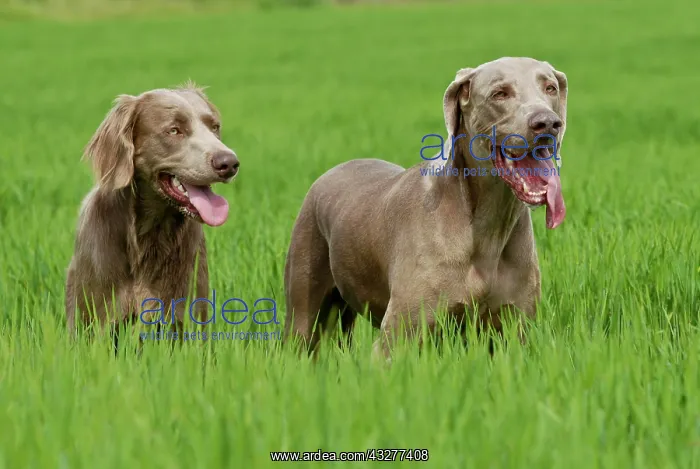 : Two Weimaraners, standing in grass : Two Weimaraners, standing in grass