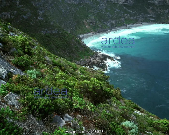 : Weirs Cove, Flinders Chase National Park, Kangaroo : Weirs Cove, Flinders Chase National Park, Kangaroo