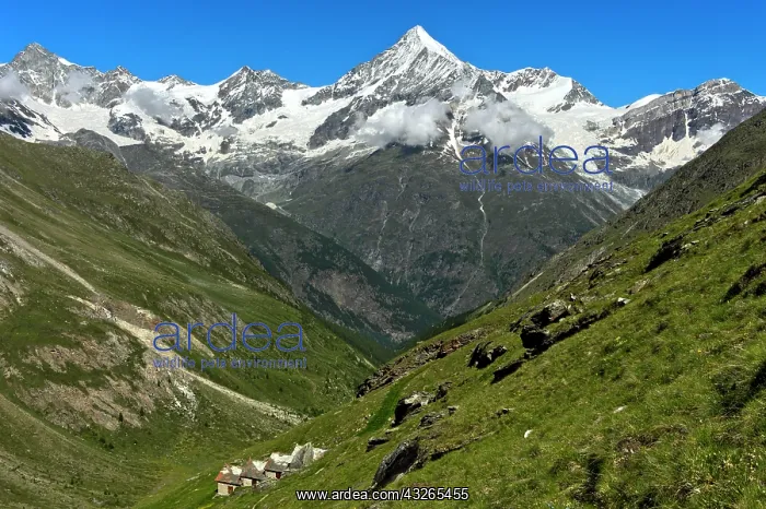 : Weisshorn with snow cap over the Mattertal, T&, x4ce3;halp : Weisshorn with snow cap over the Mattertal, T&, x4ce3;halp