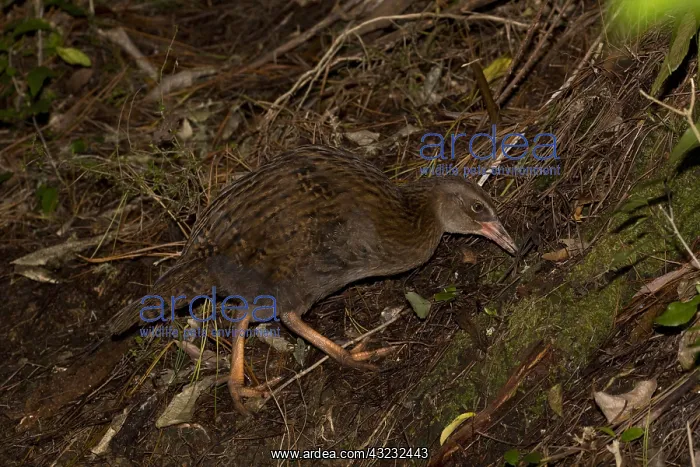 : Weka - Foraging in bush along Teal Valley - near : Weka - Foraging in bush along Teal Valley - near