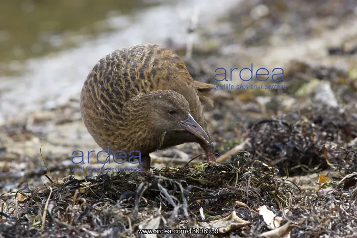 : Weka (Gallirallus australis), a flightless species of rail, feeding in leaf litter : Weka (Gallirallus australis), a flightless species of rail, feeding in leaf litter