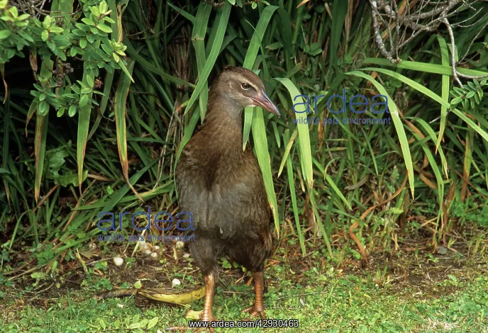 : WEKA - standing : WEKA - standing