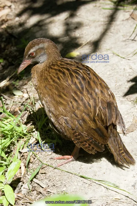 : Weka / Woodhen : Weka / Woodhen