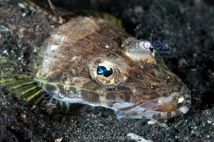 : Welander's Flathead during night dive : Welander's Flathead during night dive