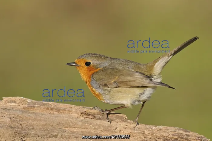 : Always welcome... Robin (Erithacus rubecula) : Always welcome... Robin (Erithacus rubecula)