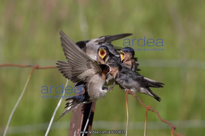 : Welcome Swallow - An adult feeding a chick on the : Welcome Swallow - An adult feeding a chick on the