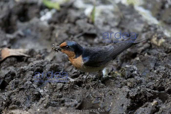 : Welcome Swallow collecting nesting material Lake Eache : Welcome Swallow collecting nesting material Lake Eache