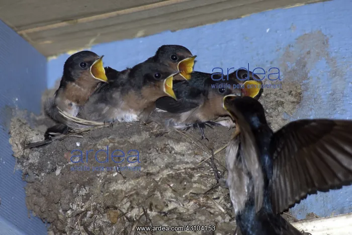 : Welcome Swallow Feeding Young : Welcome Swallow Feeding Young