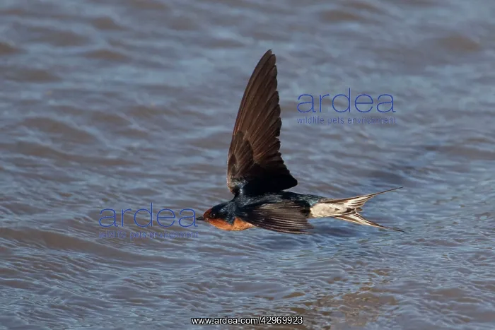 : Welcome Swallow - hawking for insects over the incoming tide : Welcome Swallow - hawking for insects over the incoming tide