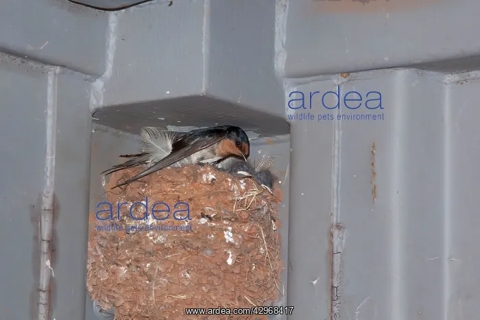 : Welcome Swallow - at its nest with young - in the : Welcome Swallow - at its nest with young - in the