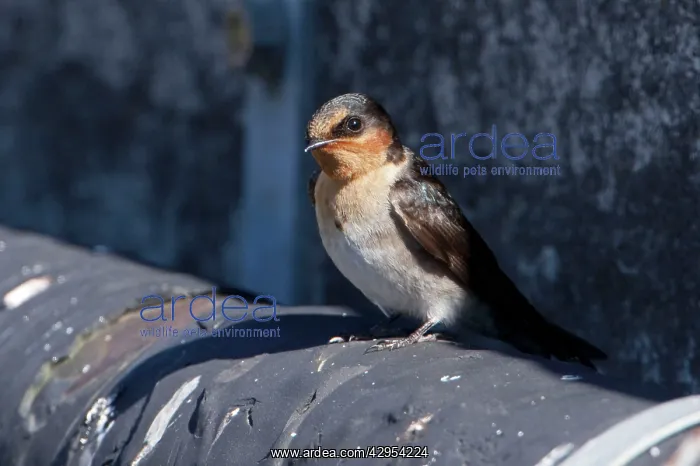 : Welcome Swallow - perched : Welcome Swallow - perched