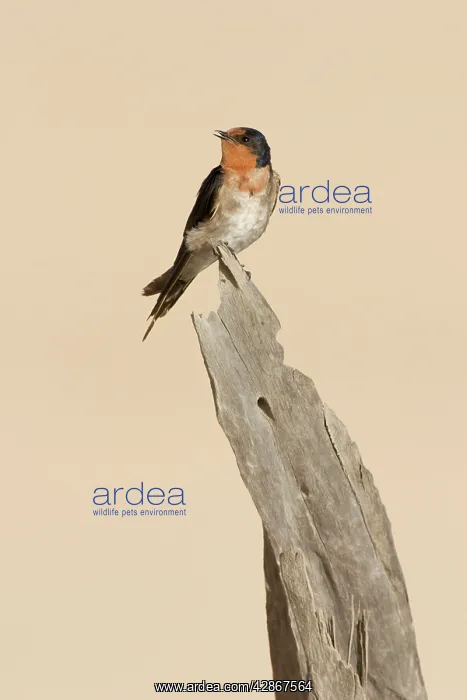 : Welcome Swallow - Perched on a piece of deadwood : Welcome Swallow - Perched on a piece of deadwood