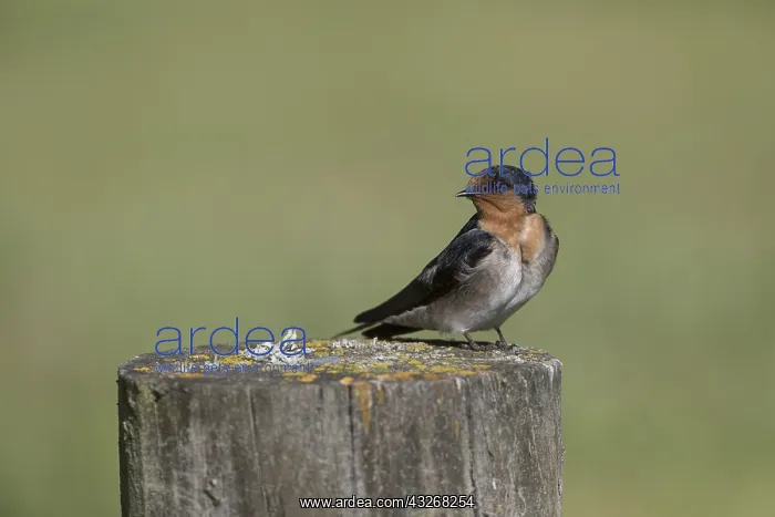 : Welcome Swallow - Resting on a post - at the Groynes : Welcome Swallow - Resting on a post - at the Groynes