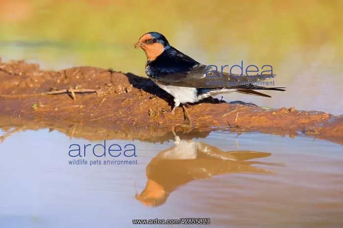 : Welcome Swallow - side view of an adult gathering : Welcome Swallow - side view of an adult gathering