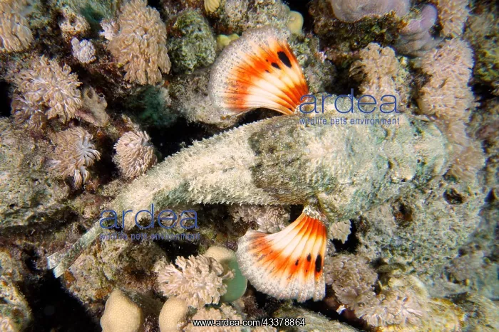 : A well-camouflaged humphead dragonhead (Scorpaneopsis : A well-camouflaged humphead dragonhead (Scorpaneopsis