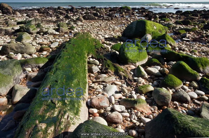 : Well-preserved fossil forest - from c. 4000 years : Well-preserved fossil forest - from c. 4000 years