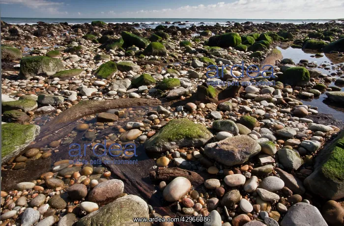 : Well-preserved Fossil Forest from c. 4000 years : Well-preserved Fossil Forest from c. 4000 years