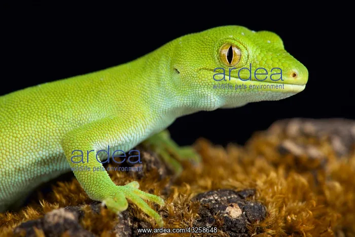 : Wellington green gecko (Naultinus punctatus), New : Wellington green gecko (Naultinus punctatus), New