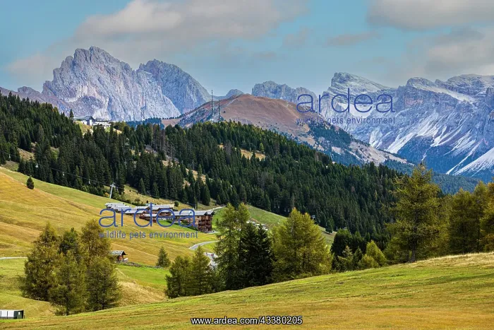 : Wellness Resort Adler Mountain Lodge on the Alpe : Wellness Resort Adler Mountain Lodge on the Alpe