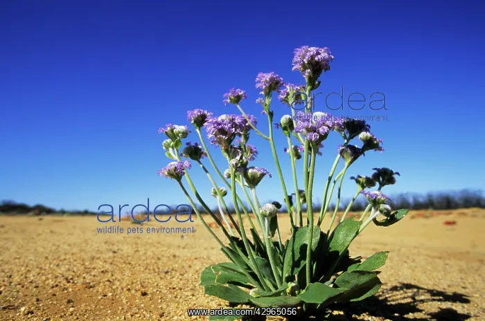 : Wells Dampiera : Wells Dampiera