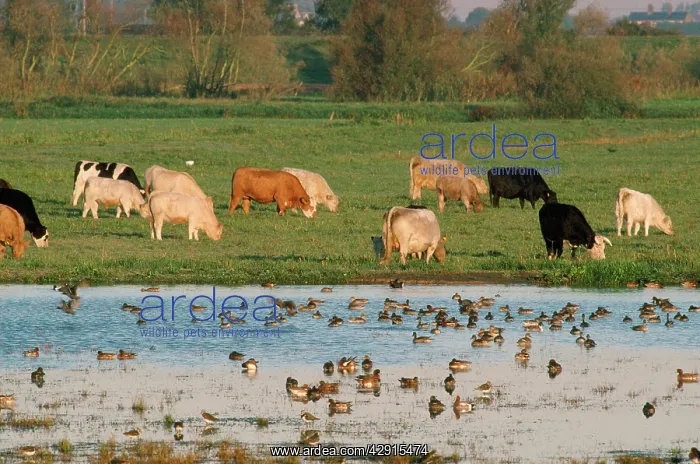 : Welney Flood - with cattle & wildfowl : Welney Flood - with cattle & wildfowl