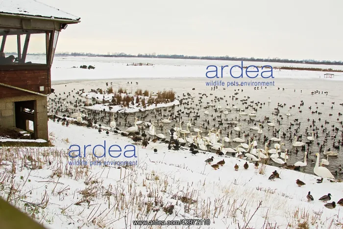  : Welney nature reserve - bird watchers observe wildfowl