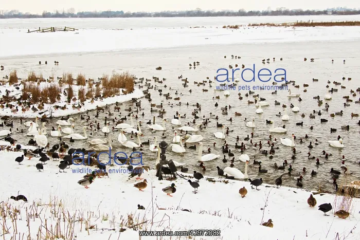  : Welney nature reserve - wildfowl gathering for feeding time