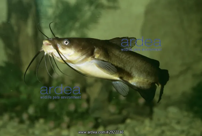 : Wels Catfish : Wels Catfish