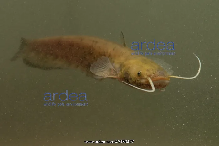 : Wels Catfish : Wels Catfish