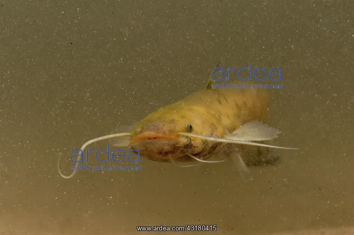 : Wels Catfish : Wels Catfish