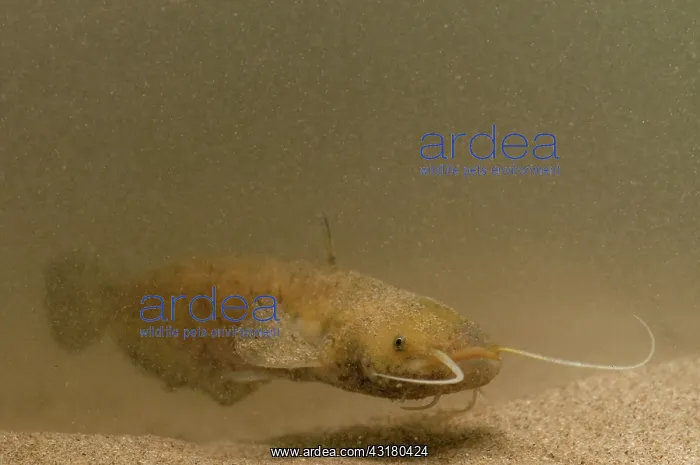 : Wels Catfish : Wels Catfish