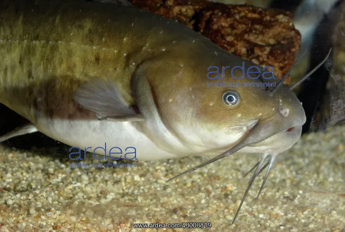 : Wels Catfish / Sheatfish : Wels Catfish / Sheatfish