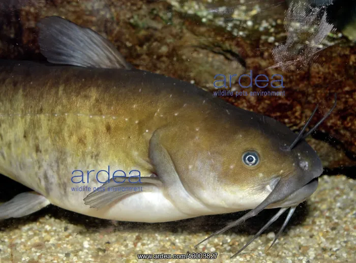: Wels Catfish / Sheatfish : Wels Catfish / Sheatfish