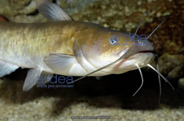 : Wels Catfish / Sheatfish : Wels Catfish / Sheatfish