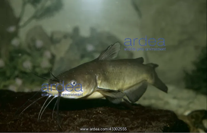 : Wels Catfish - showing barbels (feelers) : Wels Catfish - showing barbels (feelers)
